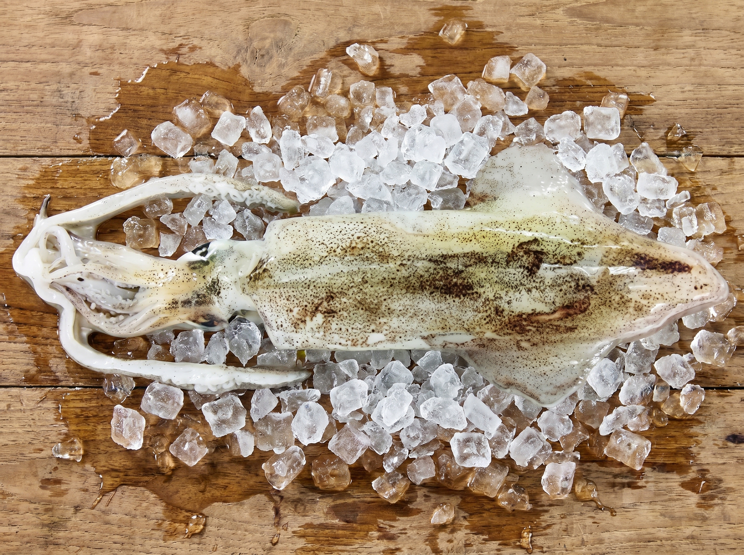 Loligo vulgaris - European squid from Mauritanian Atlantic waters